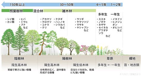 陽樹 陰樹 一覧|植物の名前一覧(生物基礎第4章『植生の多様性と分布』)